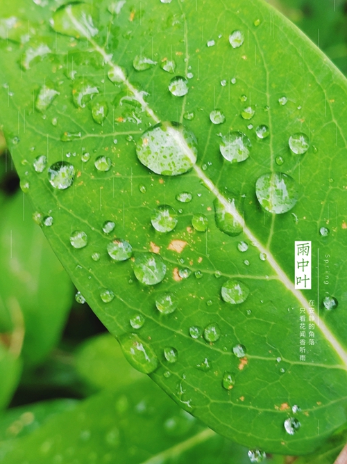 春天的小雨落到哪里,哪里便充满了生机,真是应了那首诗好雨知时节,当